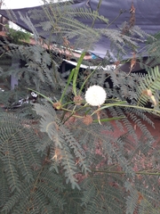 Leucaena leucocephala