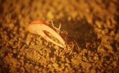 Austruca occidentalis