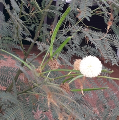 Leucaena leucocephala
