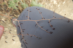 Pellaea andromedifolia