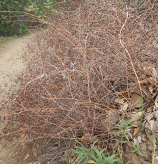 Pellaea andromedifolia