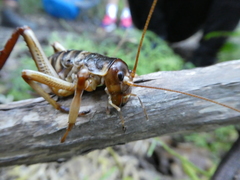 Hemideina crassidens