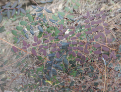 Pellaea andromedifolia