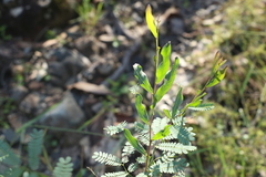 Acacia neriifolia
