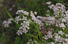 Chaetosciadium trichospermum