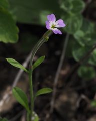 Malcolmia chia