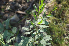 Acacia neriifolia