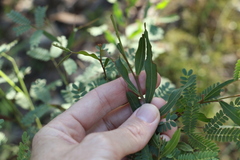 Acacia neriifolia