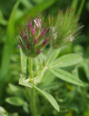 Trifolium dasyurum