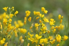 Paysonia lescurii