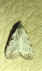 Nola desmotes