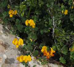Lotus longisiliquosus