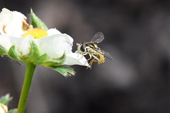 Sphaerophoria sulphuripes