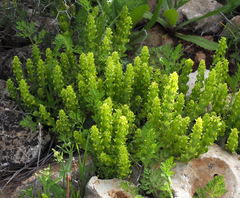 Cruciata articulata