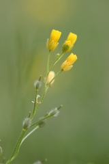 Paysonia lescurii