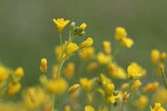 Paysonia lescurii