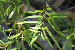 Notelaea linearis