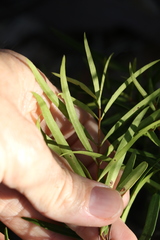 Notelaea linearis