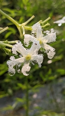 Trichosanthes cucumerina