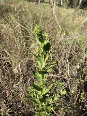 Pterocaulon serrulatum