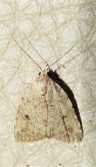 Tolpiodes oligolasia