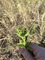Pterocaulon serrulatum