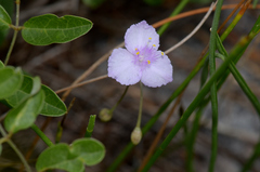 Callisia ornata