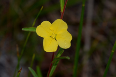 Ludwigia maritima