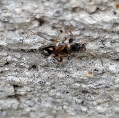 White-spotted groundbug photo 5