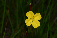 Ludwigia maritima