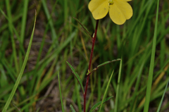 Ludwigia maritima