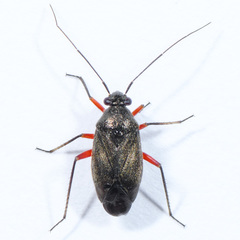 Irbisia solani