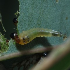 Lophyrotoma interrupta