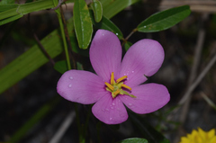 Sabatia grandiflora