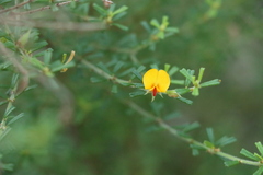 Pultenaea microphylla