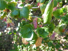 Ribes thacherianum