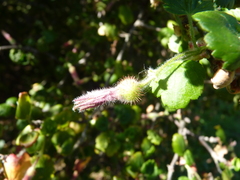 Ribes thacherianum