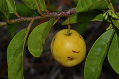 Geobalanus oblongifolius