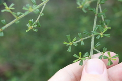 Pultenaea microphylla