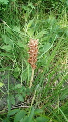 Orobanche alsatica