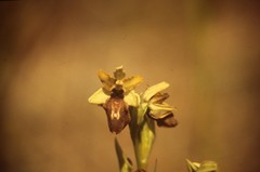 Ophrys sphegodes