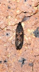 Cryptaspasma sordida