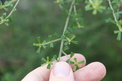 Pultenaea microphylla