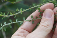 Pultenaea microphylla