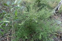 Pultenaea microphylla