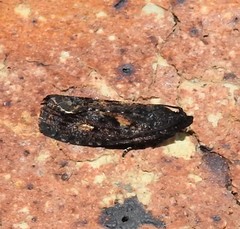 Cryptaspasma sordida