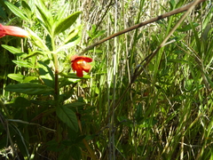 Diplacus parviflorus