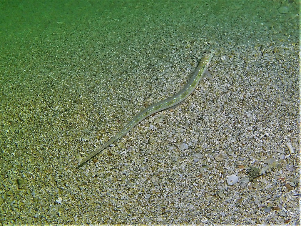 Gold-Bar Sanddiver