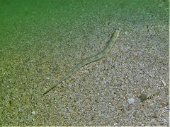 Trichonotus halstead