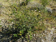 Ceanothus megacarpus insularis